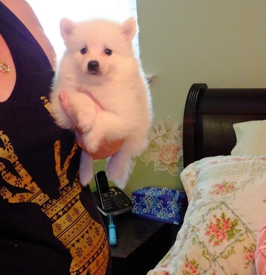 American American-Eskimo Image eClassifieds4u