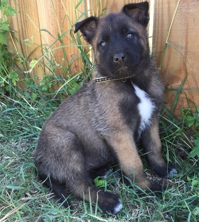 American Belgian Malinois Ready To Go Image eClassifieds4u