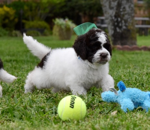 Beautiful Male and Female Labradoodle Puppies Ready For Perfect Homes Only-Text on (204 -817-5731) Image eClassifieds4u