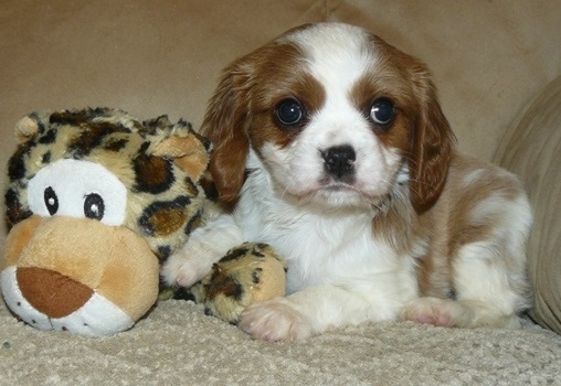 Boxer Bitch puppies Image eClassifieds4u