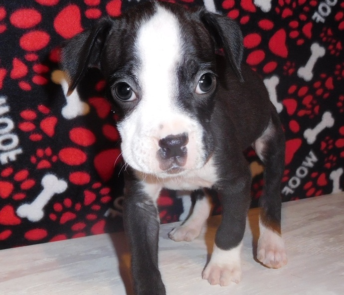 Boxer Puppy for Adoption Image eClassifieds4u