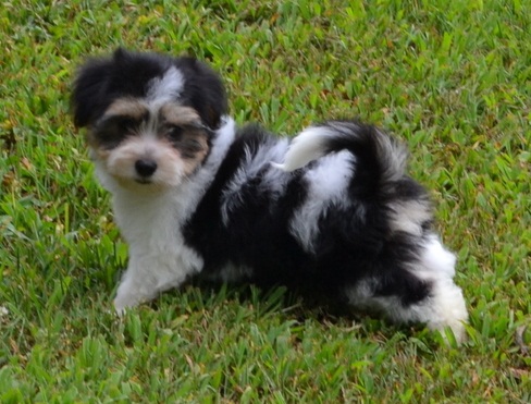 Exceptional and well potty trained Havanese Puppies For Good Homes-text on (204 -817-5731) Image eClassifieds4u