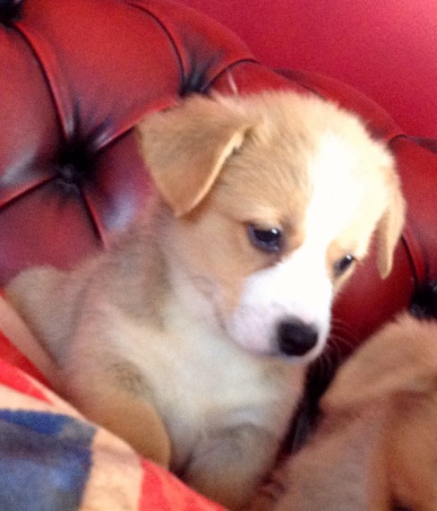 Male/Female Pembroke Welsh Corgi puppies for Re-homing Image eClassifieds4u
