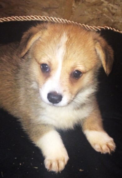 Male/Female Pembroke Welsh Corgi puppies for Re-homing Image eClassifieds4u