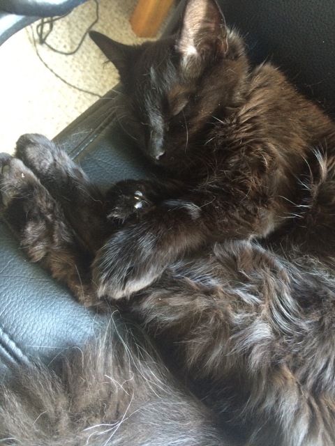 Free Spayed Cat to Farm or Acreage Image eClassifieds4u