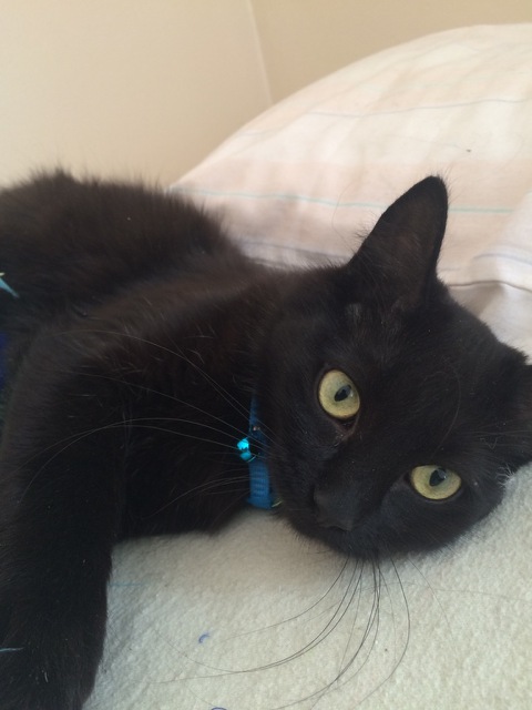 Free Spayed Cat to Farm or Acreage Image eClassifieds4u