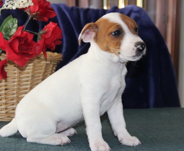 Gorgeous Jack Russell puppies available Image eClassifieds4u