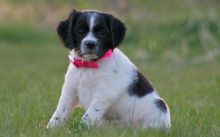 Adorable Brittany Puppies Image eClassifieds4u 2