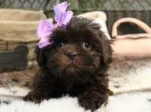 Adorable Brittany Puppies Image eClassifieds4u 1