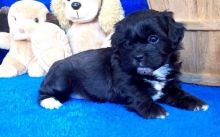 Adorable Brittany Puppies Image eClassifieds4u 3