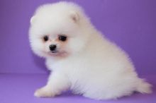 American pomeranian Puppies For Sale Image eClassifieds4U