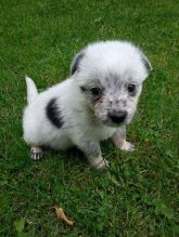 Big Bear Head border heeler Puppie Image eClassifieds4U