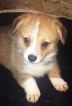 Male/Female Pembroke Welsh Corgi puppies for Re-homing Image eClassifieds4u 3