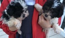 Gorgeous Bichon X Chihuahua For Sale Image eClassifieds4U