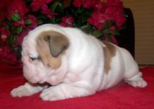 Magnificent English Bulldog Image eClassifieds4u 1