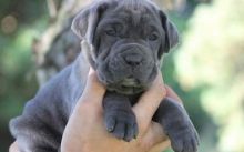 Male and Female Neapolitan Mastiff Puppies Ready For Good and Lovely Families-Text on 204 -817-5731 Image eClassifieds4U
