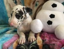 Out Standing great dane Puppies Available Image eClassifieds4u 2