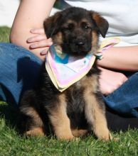 Potty Trained and Gorgeous German Shepherd- Male & Female Pups Ready For Sale-text on (204 -817-5731 Image eClassifieds4u 1