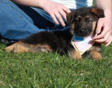 Potty Trained and Gorgeous German Shepherd- Male & Female Pups Ready For Sale-text on (204 -817-5731 Image eClassifieds4u 2