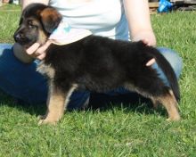 Potty Trained and Gorgeous German Shepherd- Male & Female Pups Ready For Sale-text on (204 -817-5731 Image eClassifieds4u 3