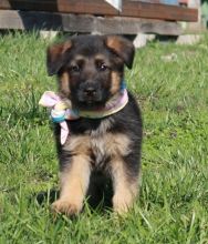 Potty Trained and Gorgeous German Shepherd- Male & Female Pups Ready For Sale-text on (204 -817-5731 Image eClassifieds4u 4