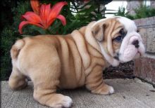 Standard English Bulldog puppies Image eClassifieds4U