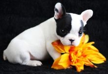 Super Adorable French Bulldog Puppies Image eClassifieds4U