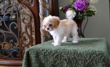 Super Perfect Cavachon Puppies Ready For Good Homes- Male & Female-Text me on ( 204 -817-5731 ) Image eClassifieds4u 2