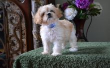 Super Perfect Cavachon Puppies Ready For Good Homes- Male & Female-Text me on ( 204 -817-5731 ) Image eClassifieds4u 3