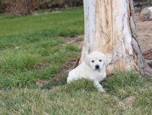 Two Top Class Golden Retriever Puppies Available Image eClassifieds4U
