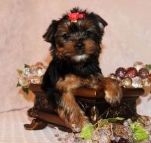 Yorkshire Terrier Image eClassifieds4u 1