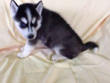 Yorkshire Terrier Image eClassifieds4u 2