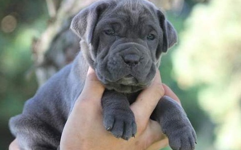 Male and Female Neapolitan Mastiff Puppies Ready For Good and Lovely Families-Text on 204 -817-5731 Image eClassifieds4u