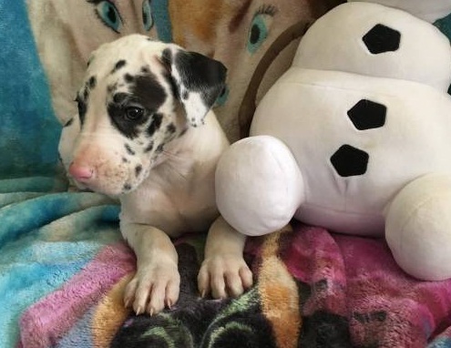 Out Standing great dane Puppies Available Image eClassifieds4u
