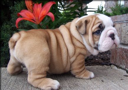 Standard English Bulldog puppies Image eClassifieds4u