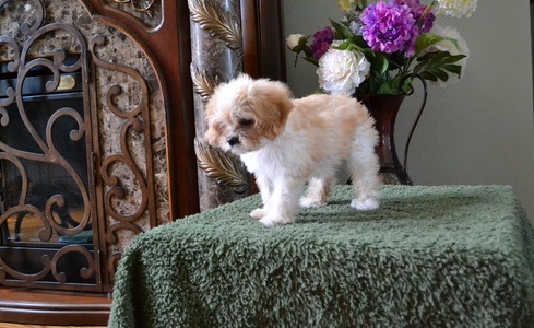 Super Perfect Cavachon Puppies Ready For Good Homes- Male & Female-Text me on ( 204 -817-5731 ) Image eClassifieds4u