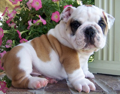 sweeet English Bulldog Image eClassifieds4u