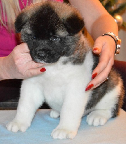 Tiny AKITA Puppies - Image eClassifieds4u
