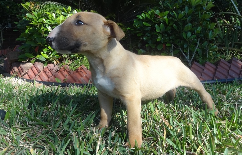 Top Class Kc Reg Pups Ready BULL TERRIER Image eClassifieds4u