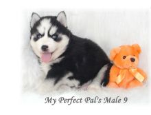 Affordable Siberian Husky Puppies -