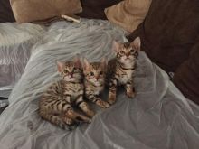 Bengal Kittens Pure Pedigree