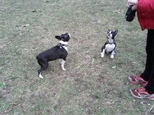 Boston Terrier Puppies