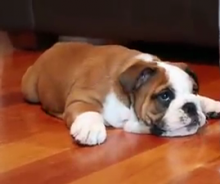 Cheap and Healty English Bulldog puppies for adoption