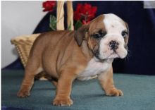 English Bulldog puppies