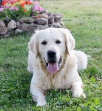 Golden Retriever Puppies