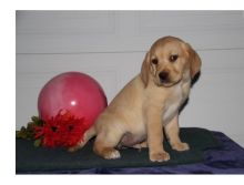 LABRABOR RETRIVER PUPPIES