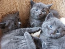 Lovely Russian Blue kittensFor Sale.
