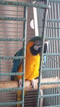 Macaw Parrots For Sale