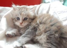 Pedigree Mainecoon Kittens