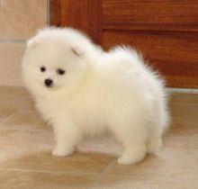 Pomeranian Puppy